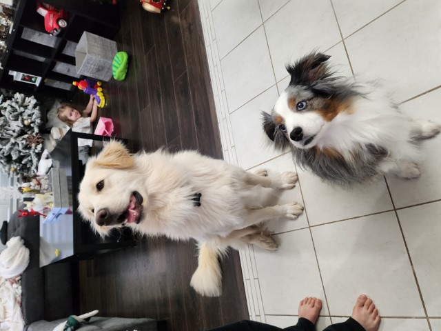Brodie & Max